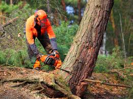Best Leaf Removal  in Hyrum, UT