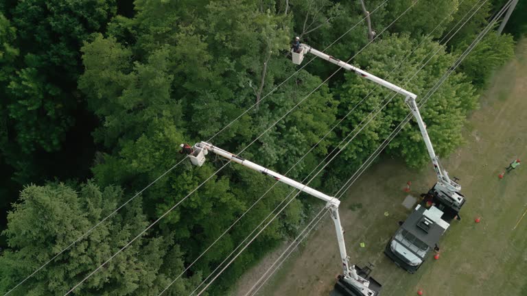 Best Tree Cabling and Bracing  in Hyrum, UT