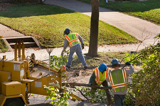 Reliable Hyrum, UT Tree Removal Solutions
