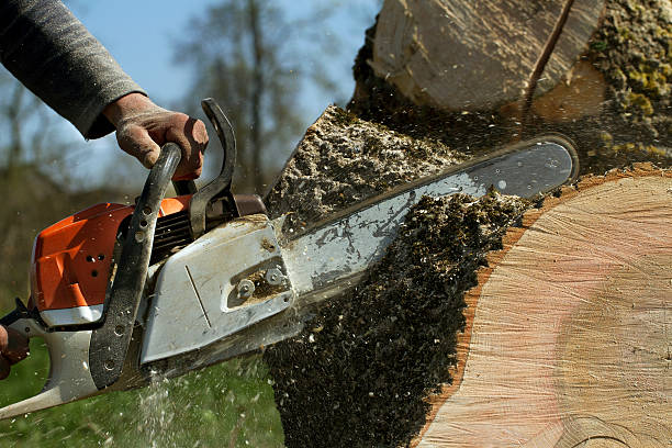 How Our Tree Care Process Works  in  Hyrum, UT